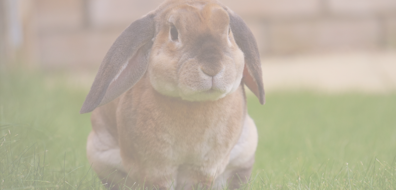A bunny representing cruelty-free makeup